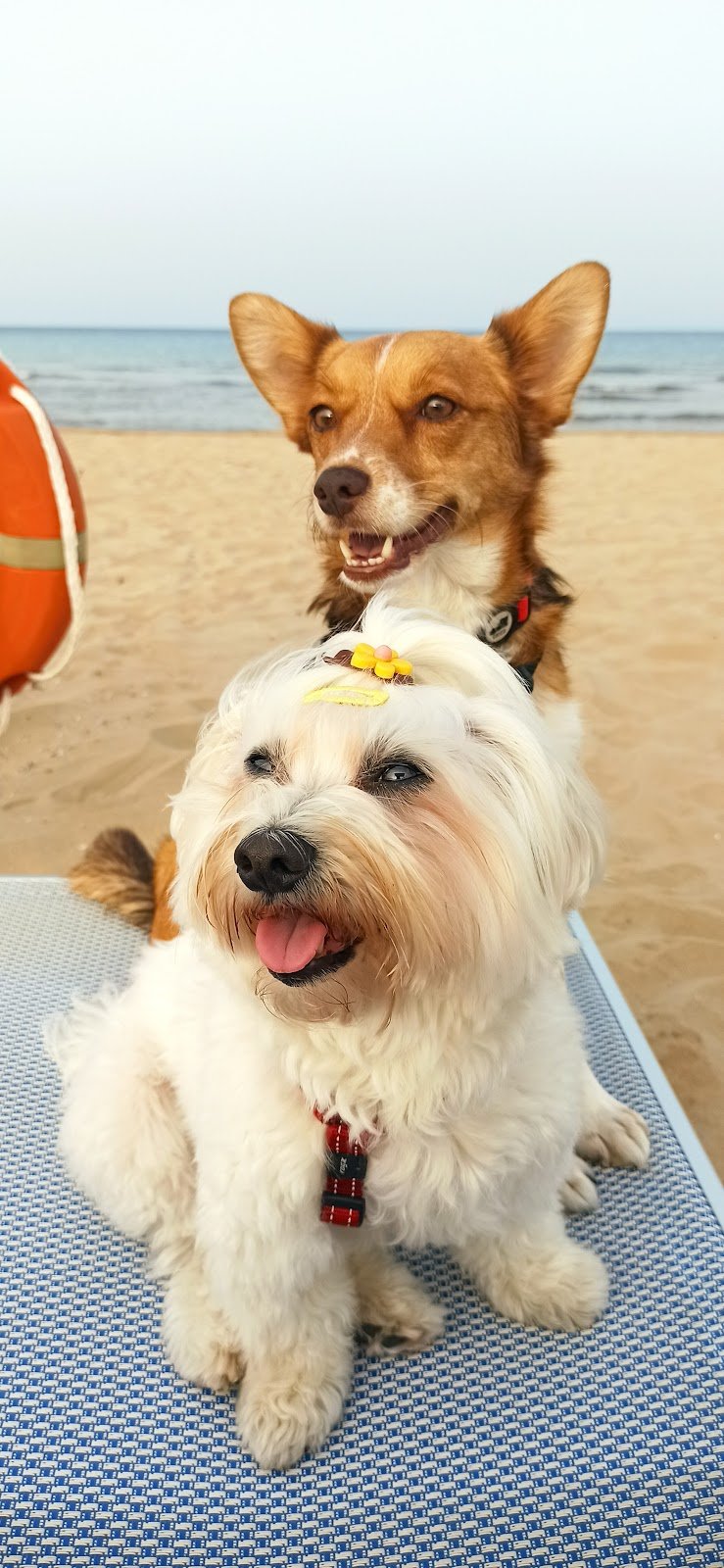 Scodinzolì - Foto 4