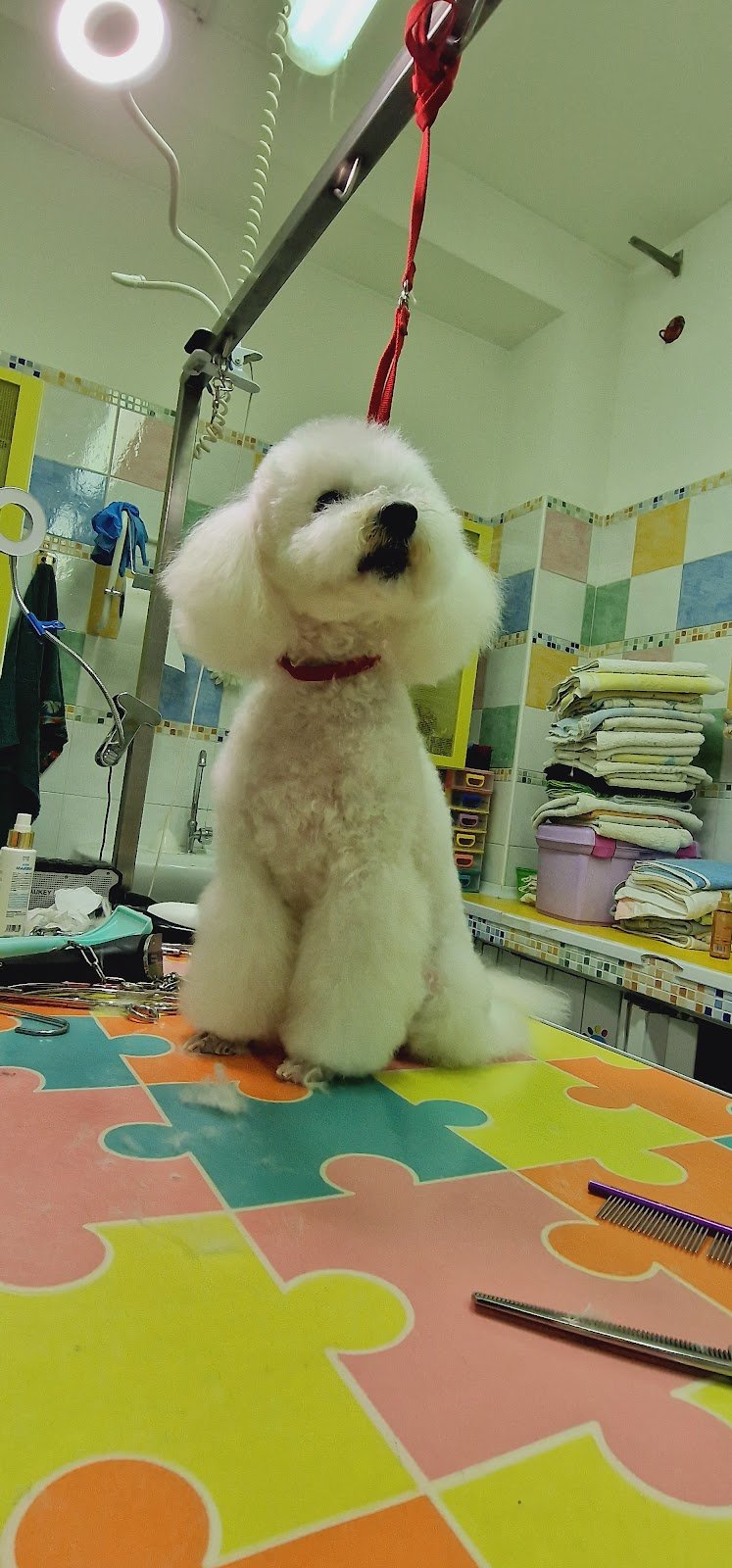 Scodinzolì - Foto 5