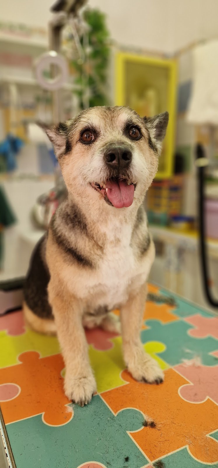 Scodinzolì - Foto 6