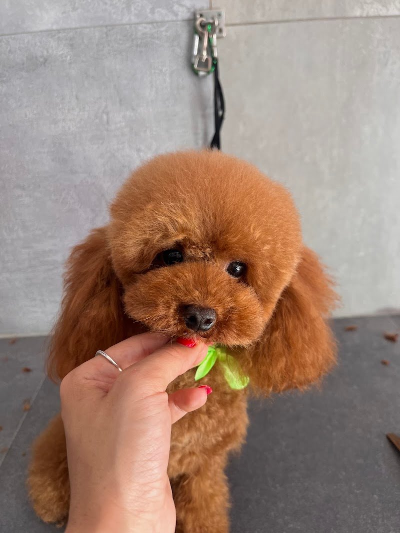 Scodinzoliamo - Foto 1