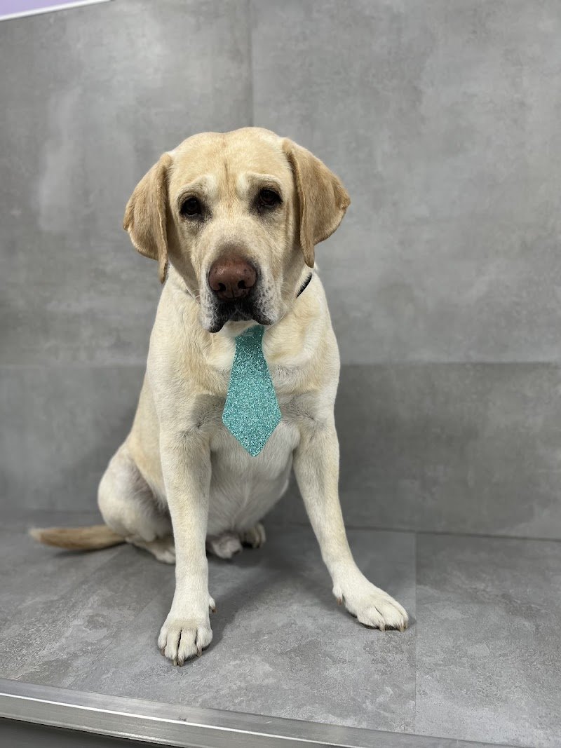 Scodinzoliamo - Foto 3