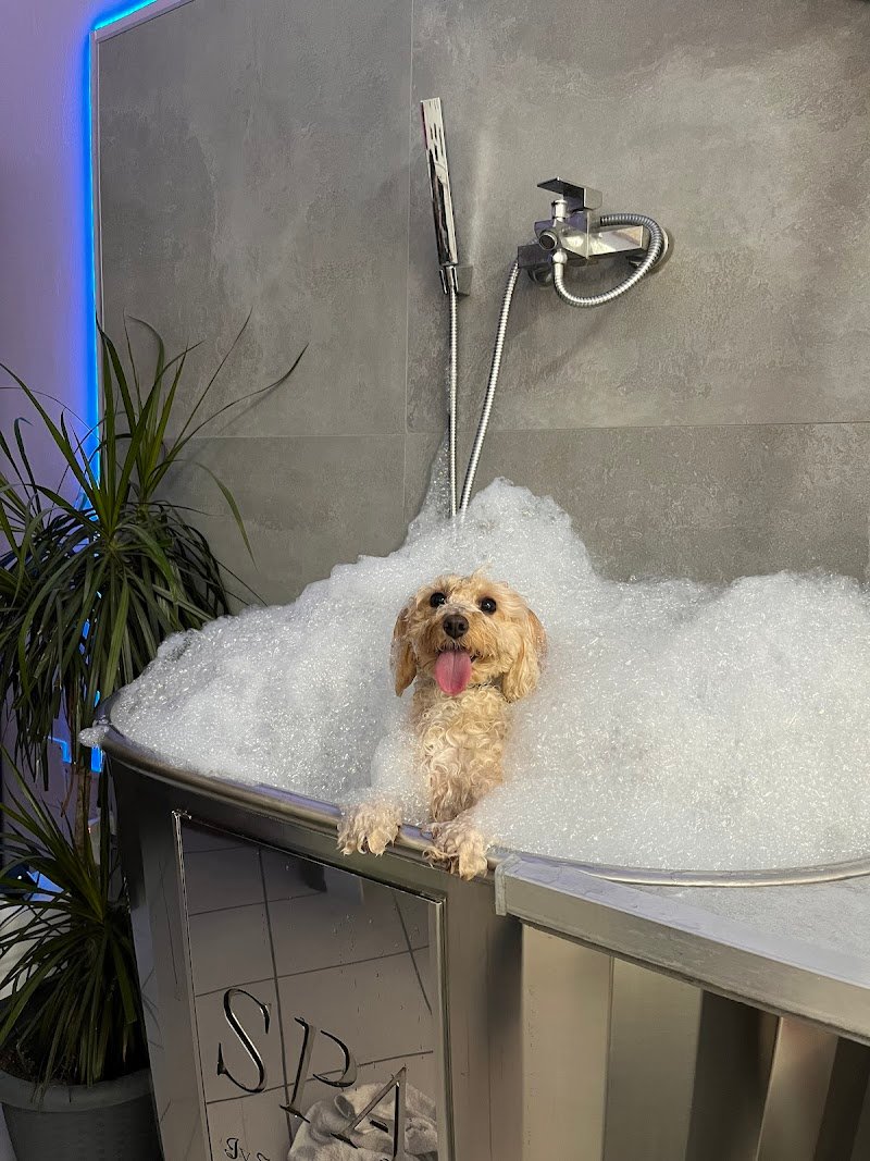 Scodinzoliamo - Foto 4