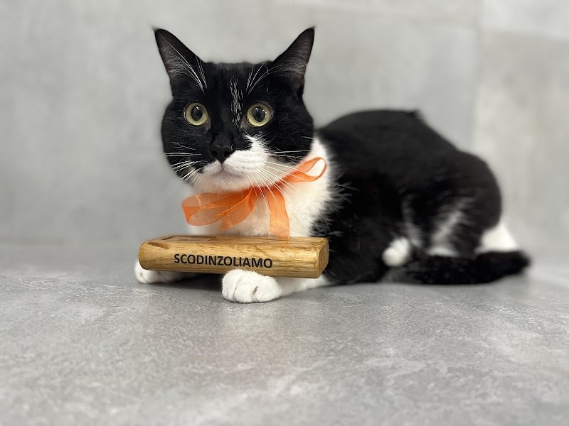 Scodinzoliamo - Foto 5