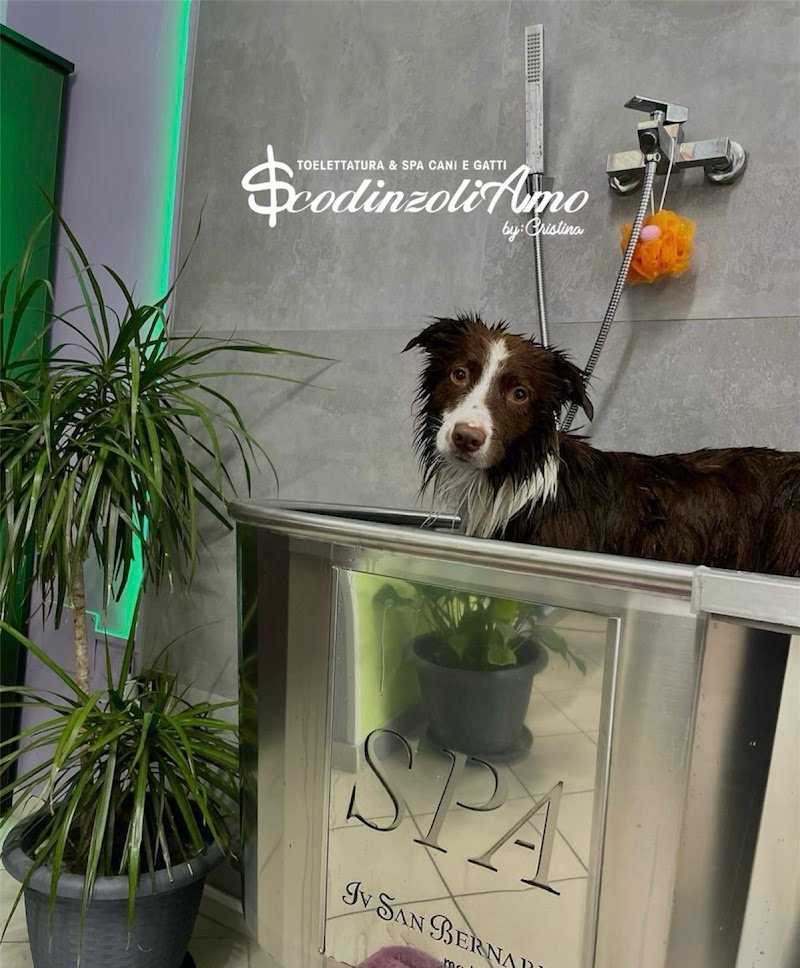 Scodinzoliamo - Foto 6