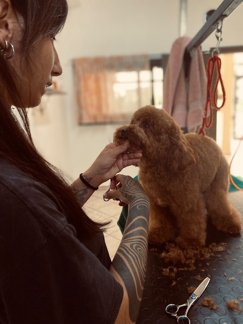 Scodinzoliamo - Foto 2