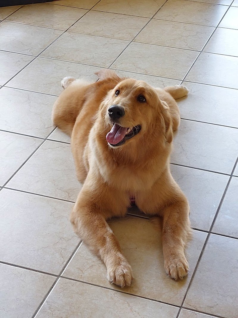 Scodinzoliamo - Foto 3