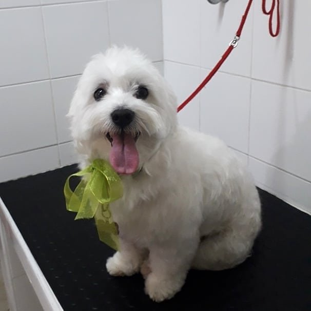 Scodinzoliamo - Foto 4