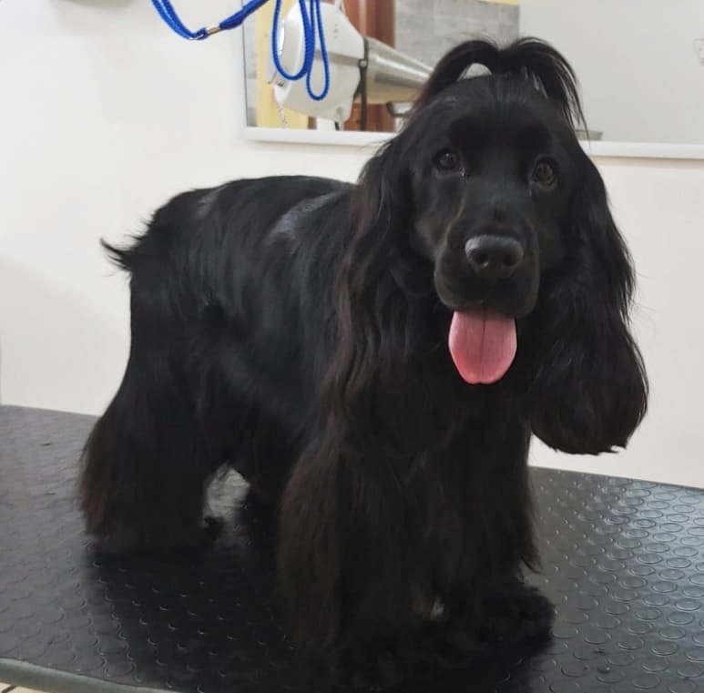 Scodinzoliamo - Foto 5