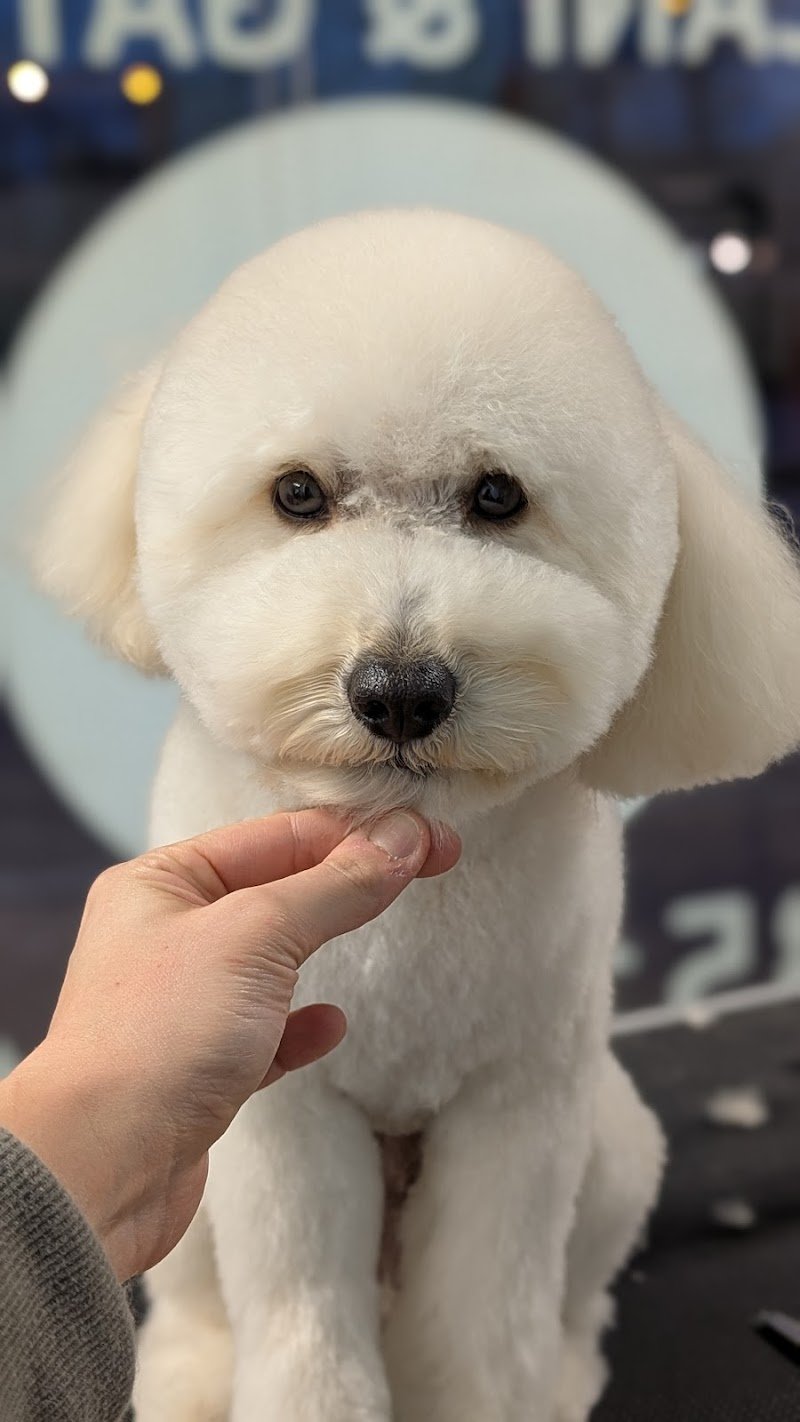 Scodinzolindo - Foto 1