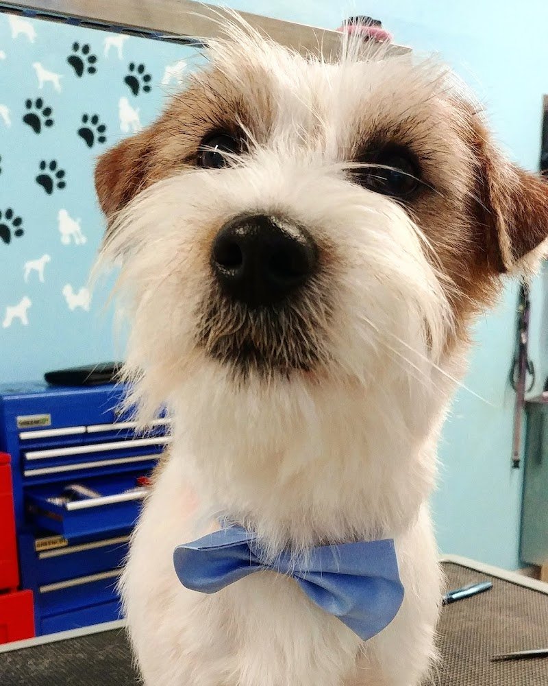 Scodinzolindo - Foto 2