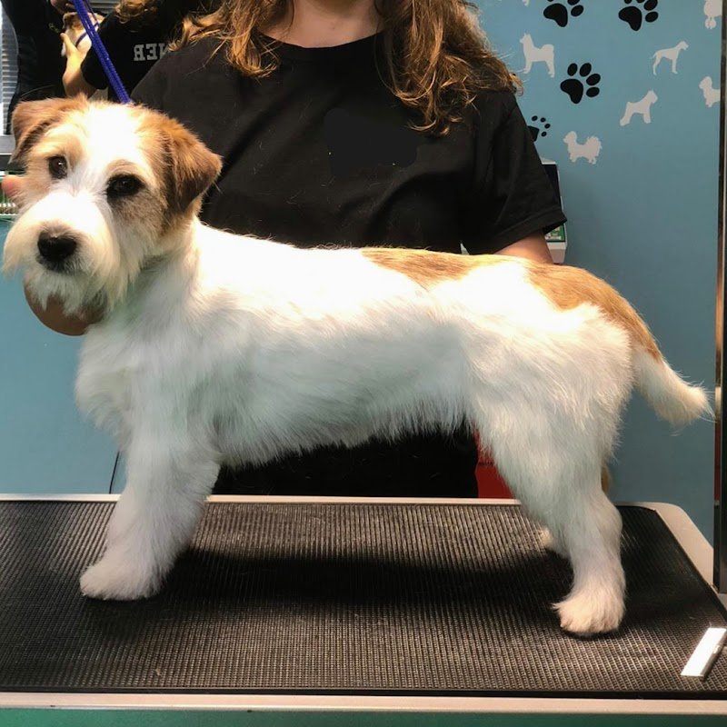 Scodinzolindo - Foto 3