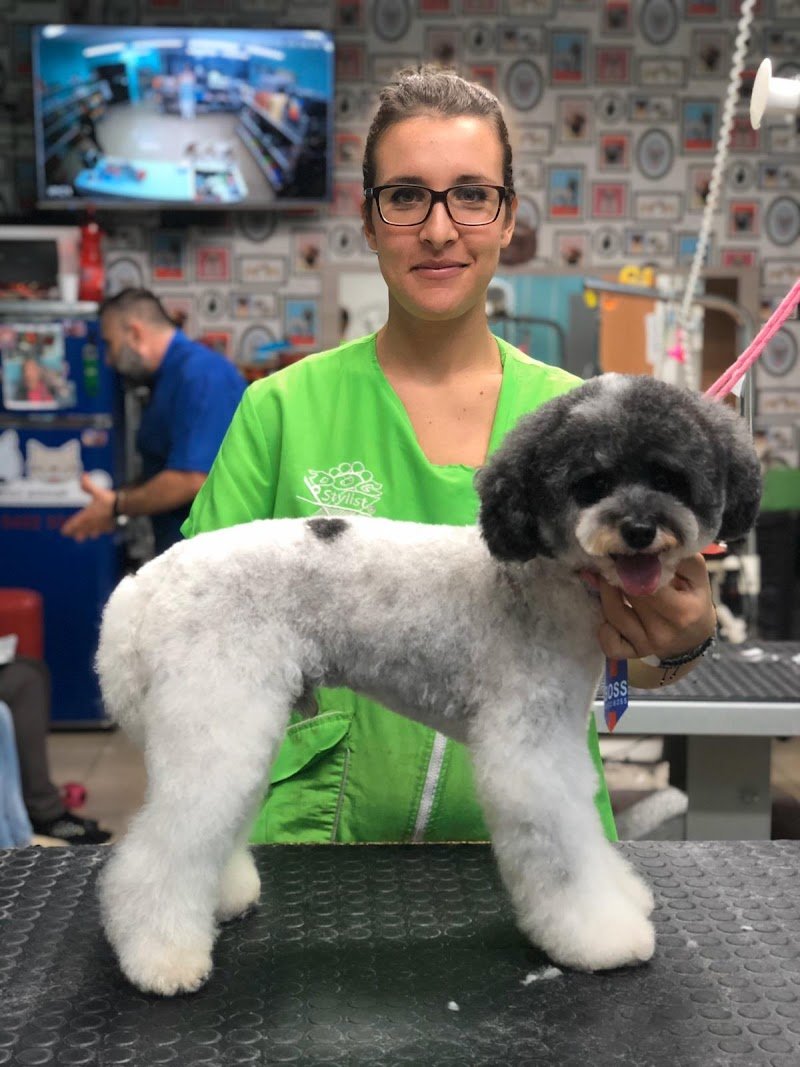 Scodinzolindo - Foto 4