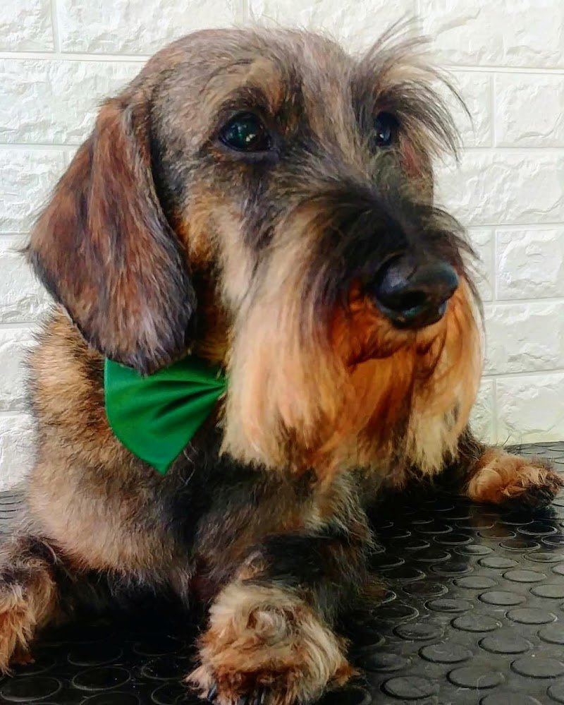 Scodinzolindo - Foto 5