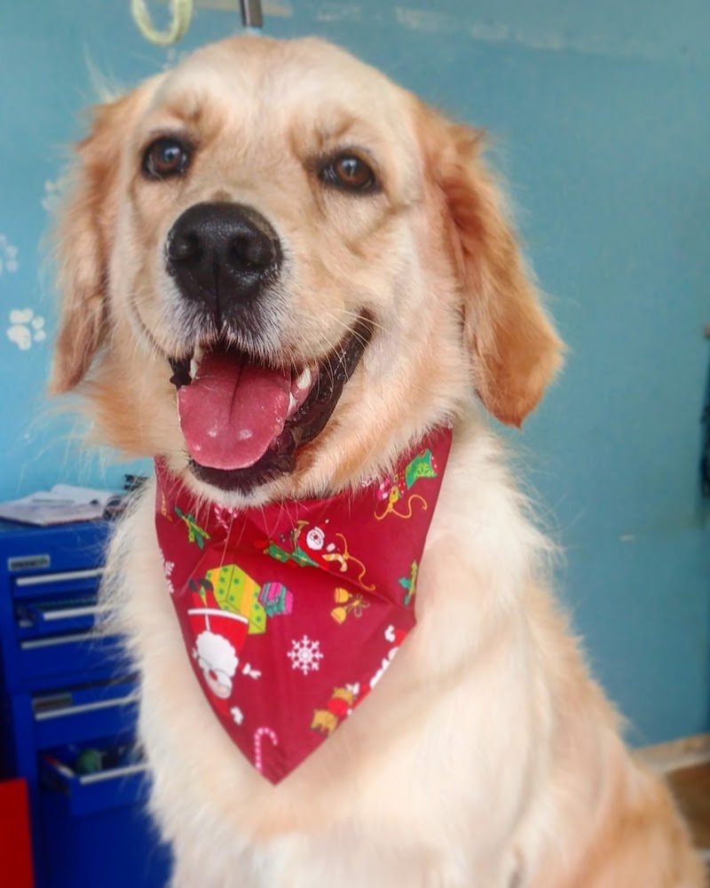 Scodinzolindo - Foto 6