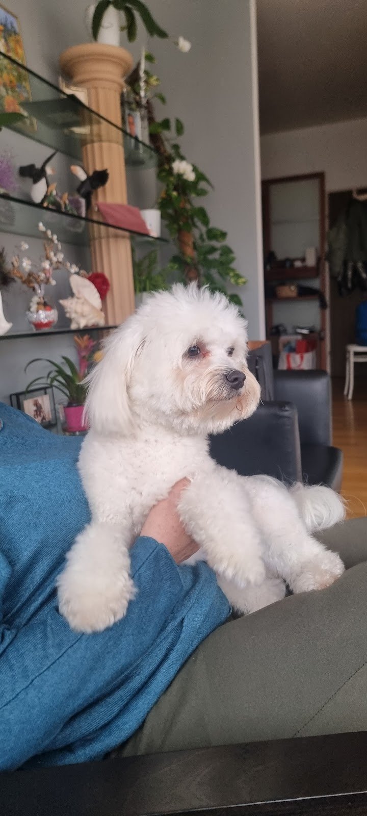 Scodinzolo Beauty & Spa - Foto 2