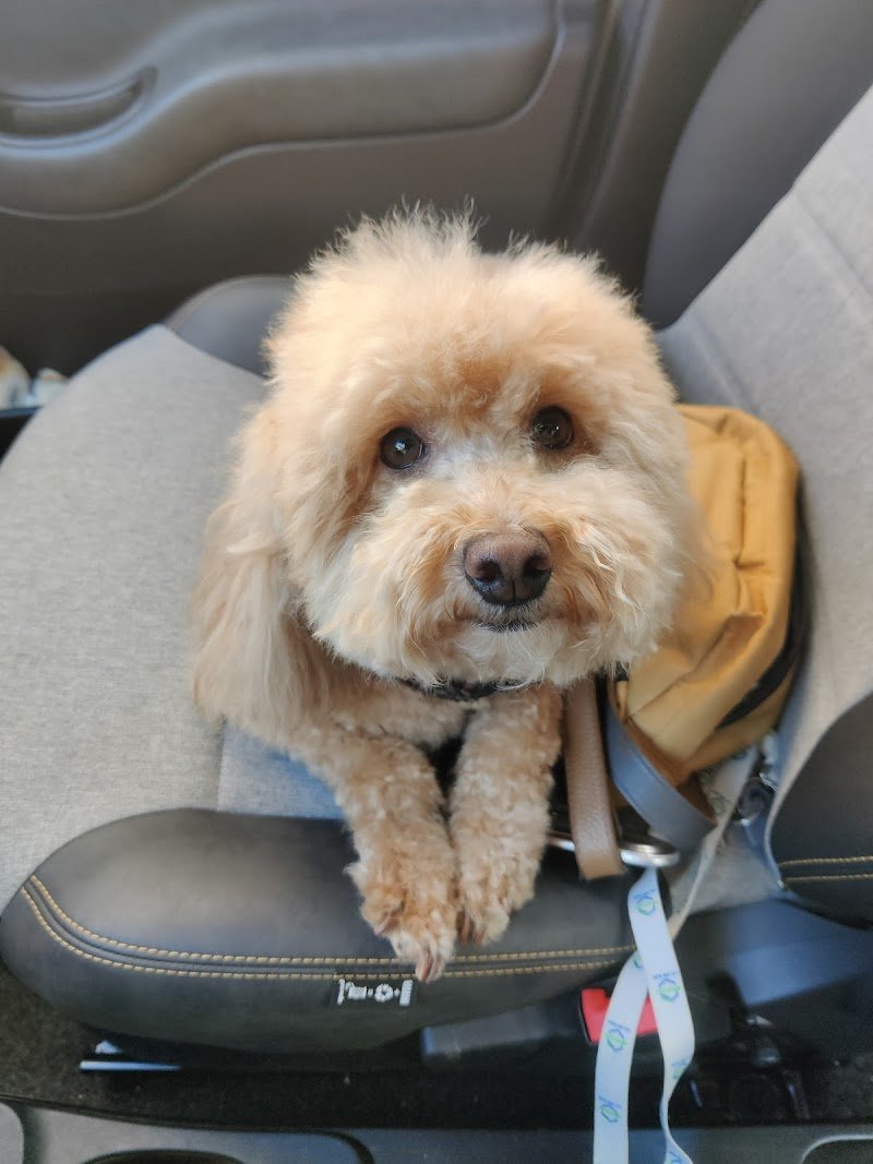 Scodinzolo Beauty & Spa - Foto 3