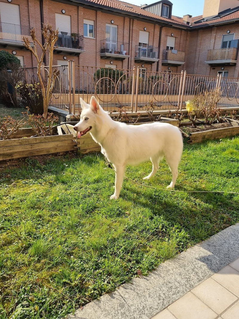 Scodinzolo Toelettatura - Foto 2