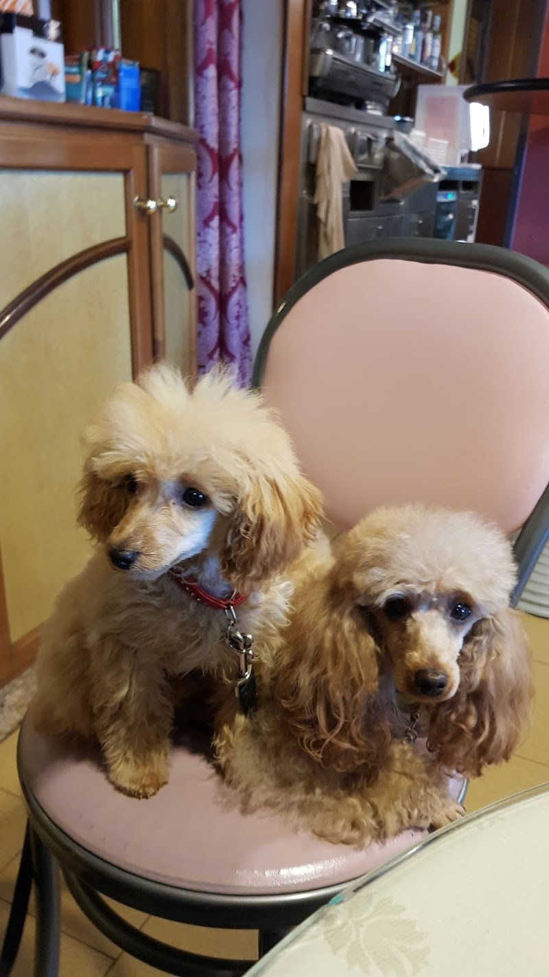 Scodinzolo Toelettatura - Foto 5