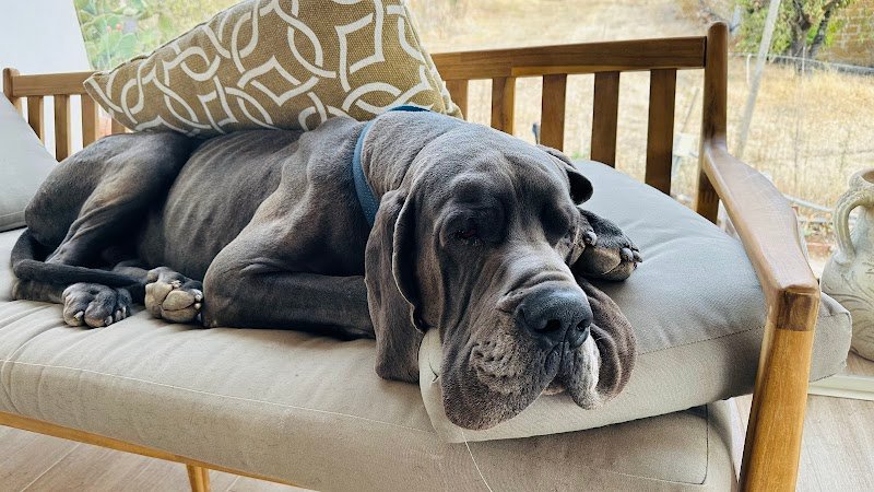 Scodinzoolando - Foto 6