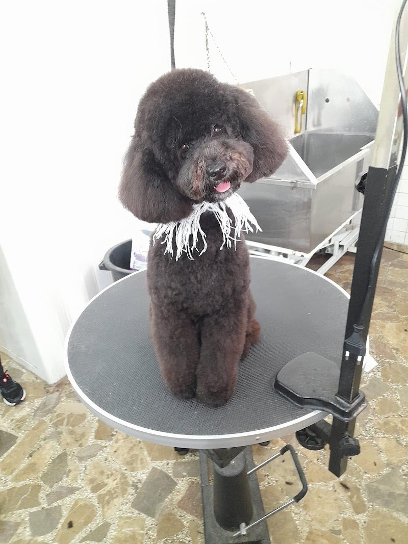 Scooby dog s.n.c. - Foto 2