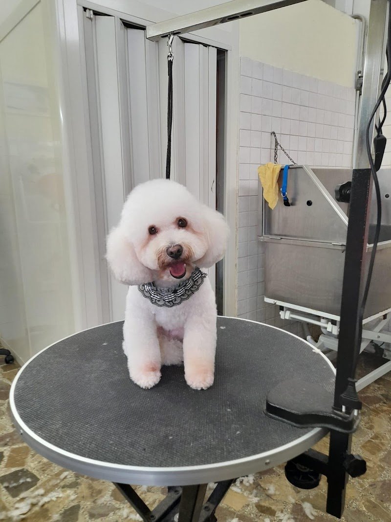 Scooby dog s.n.c. - Foto 6