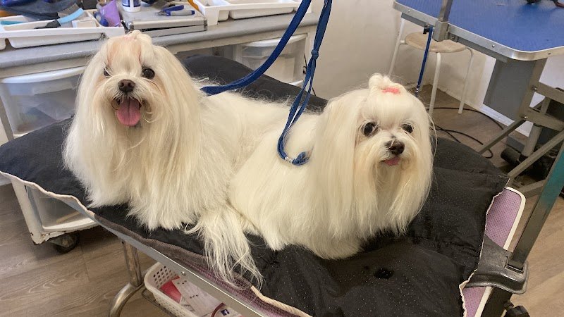 ScoobyDoo di Puccio Sabrina Toelettatura cani - Foto 2