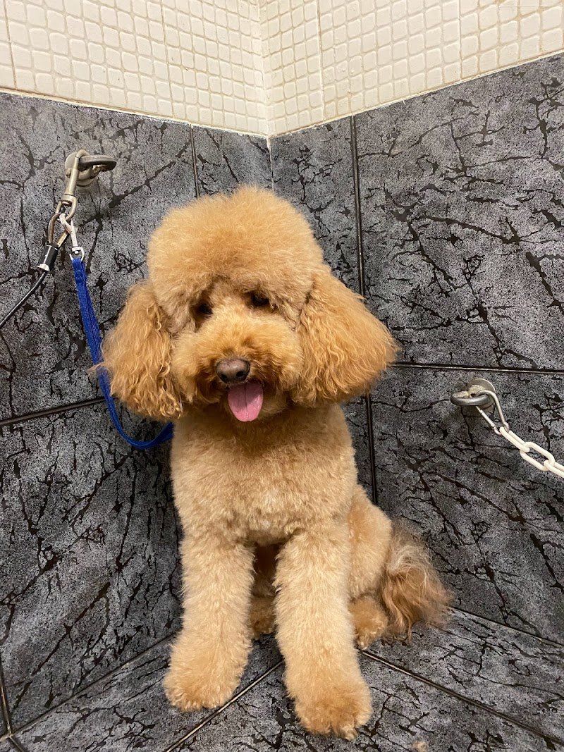 ScoobyDoo di Puccio Sabrina Toelettatura cani - Foto 3