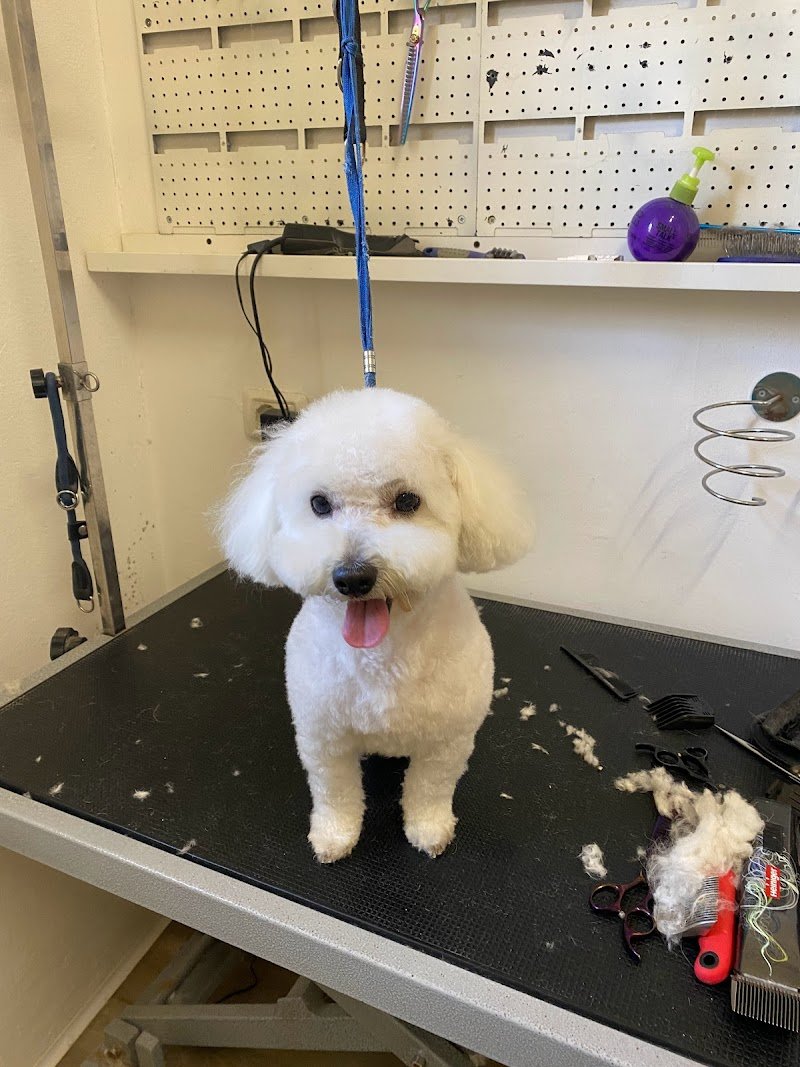 ScoobyDoo di Puccio Sabrina Toelettatura cani - Foto 4