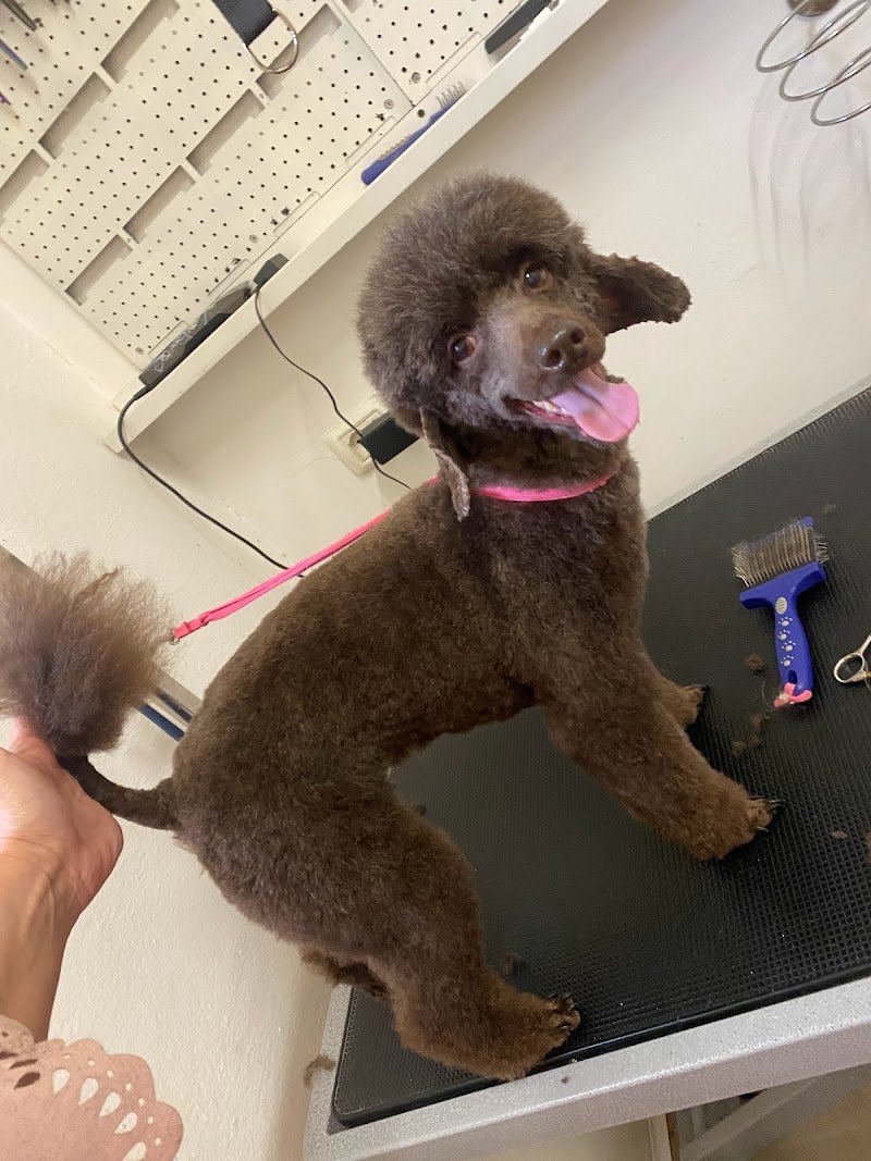 ScoobyDoo di Puccio Sabrina Toelettatura cani - Foto 6