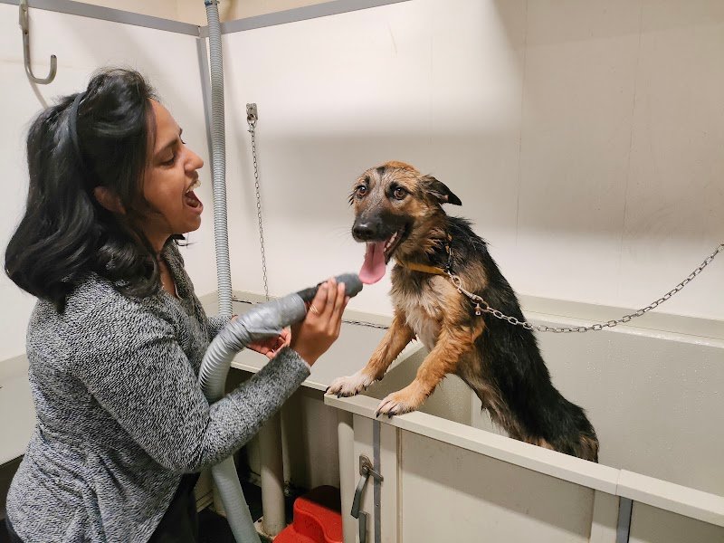 Self Dog Wash - Foto 2