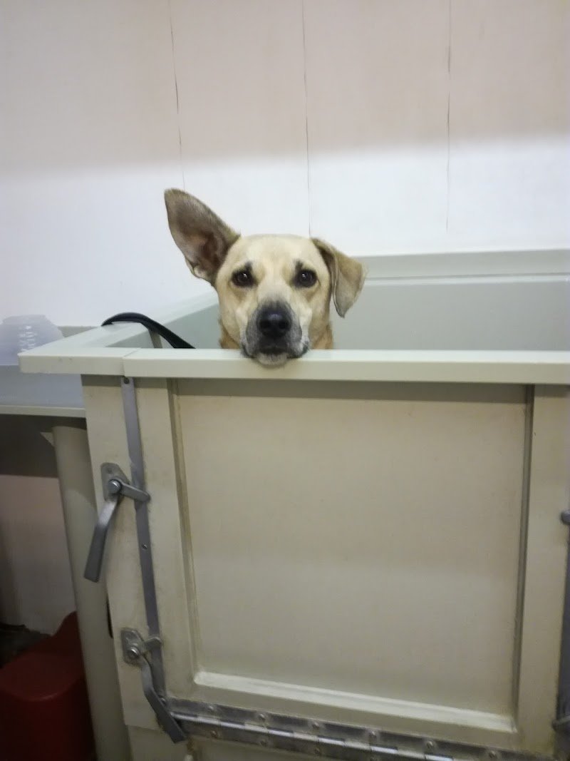 Self Dog Wash - Foto 4