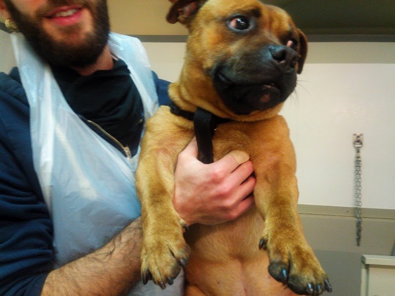 Self Dog Wash - Foto 5