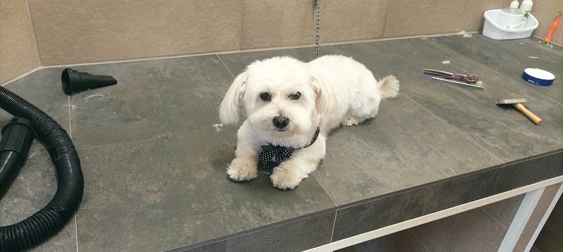 Sempre Belli di Trappolini Alessandro - Foto 2