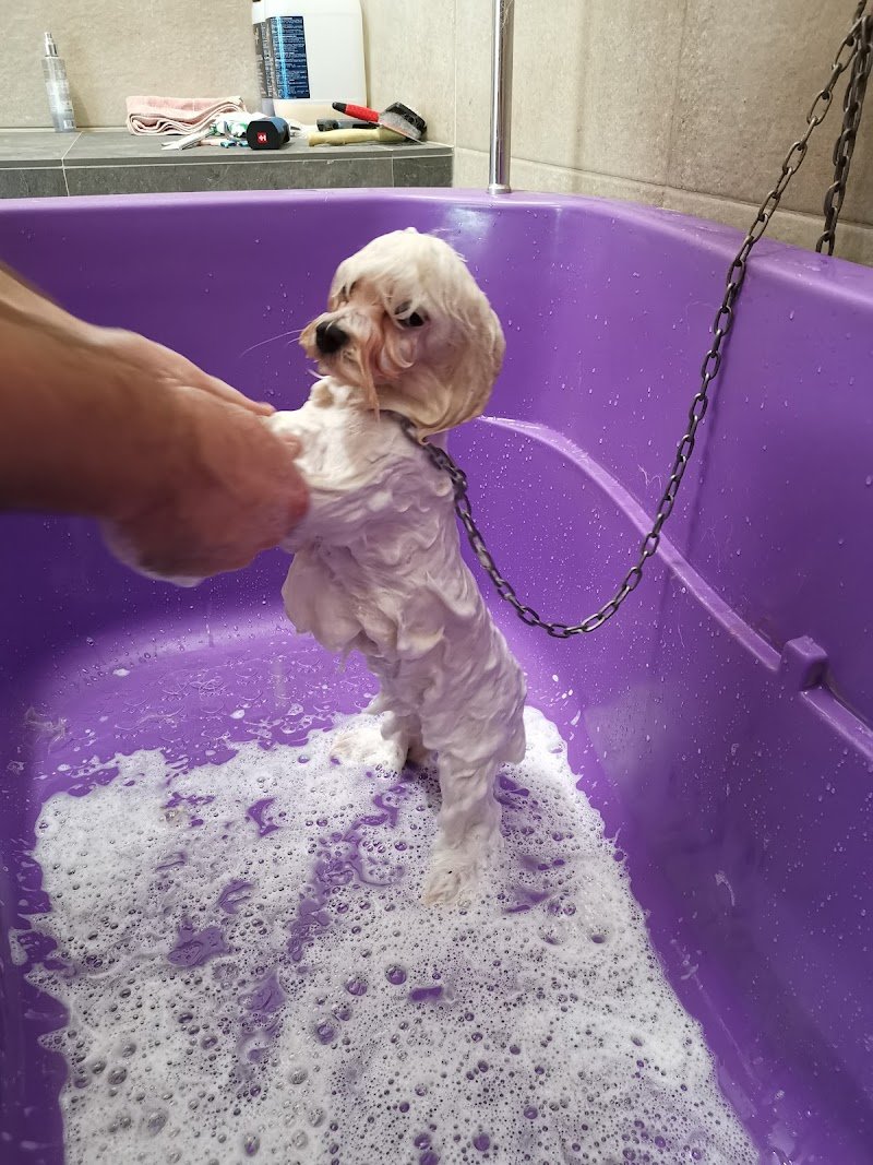 Sempre Belli di Trappolini Alessandro - Foto 3