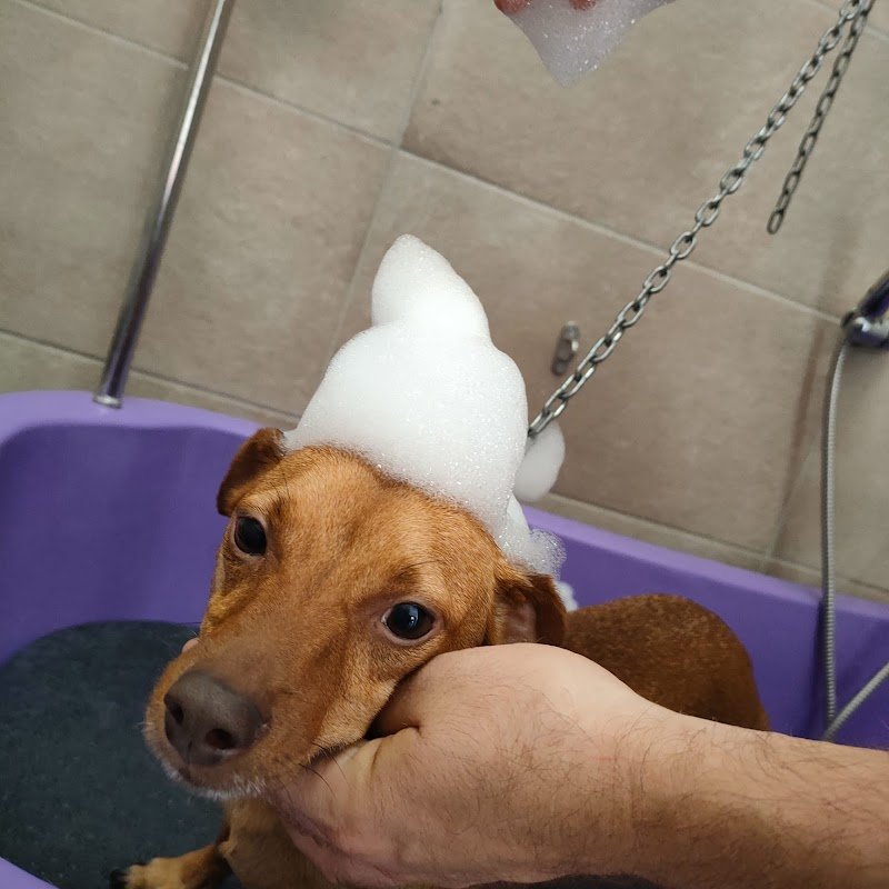 Sempre Belli di Trappolini Alessandro - Foto 6