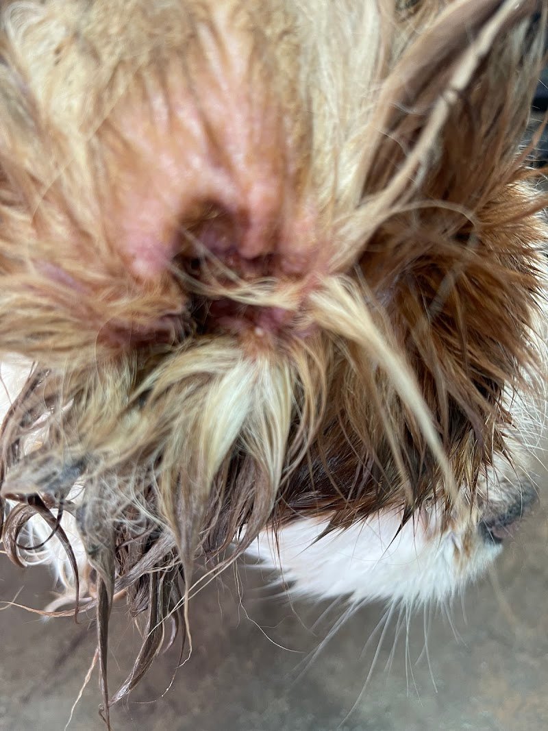 Senti Chi Abbaia - Foto 1