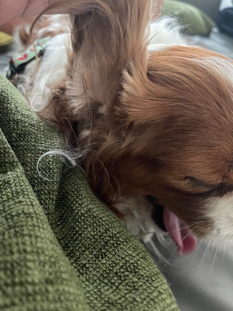 Senti Chi Abbaia - Foto 2