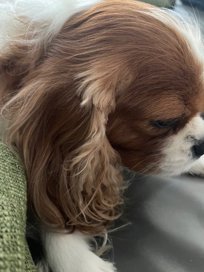 Senti Chi Abbaia - Foto 4