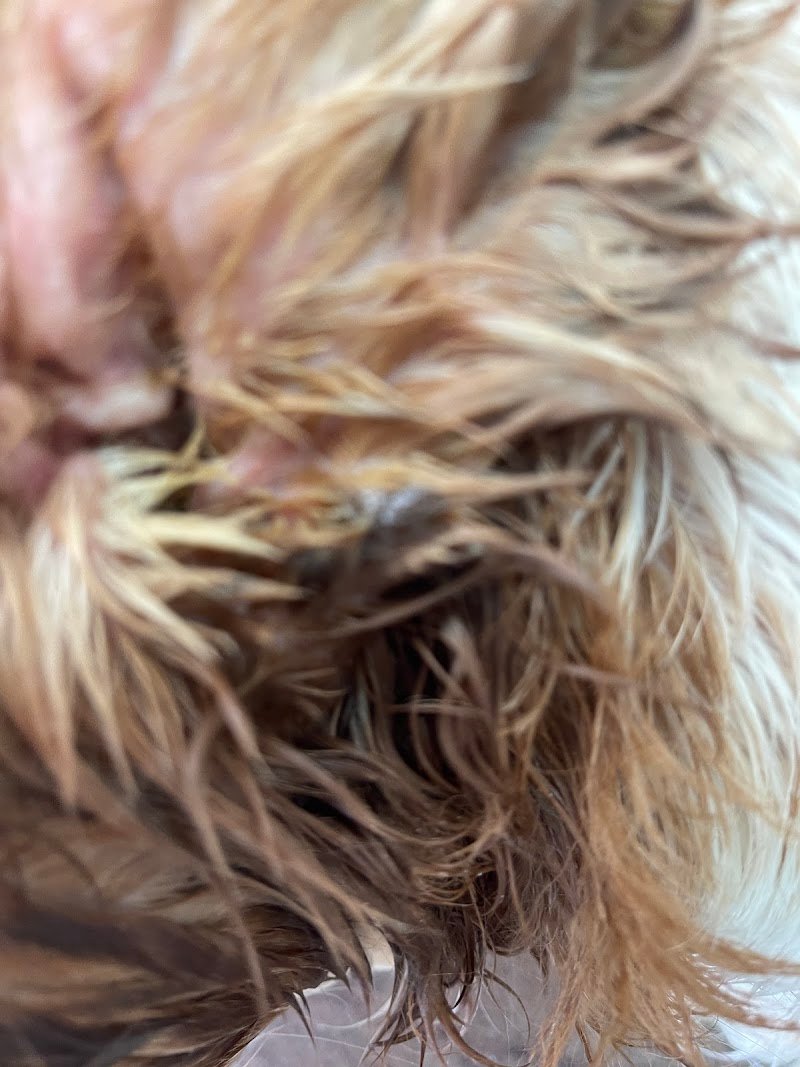 Senti Chi Abbaia - Foto 5