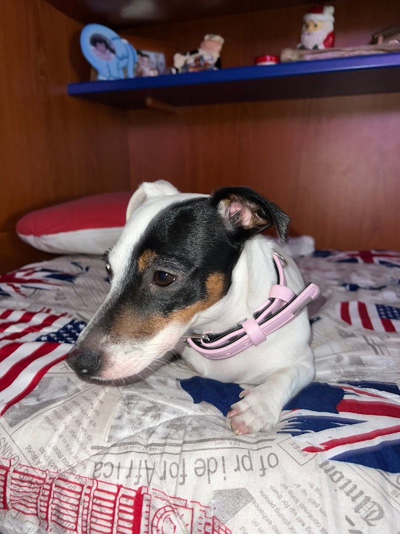 Senti Chi Abbaia - Foto 6