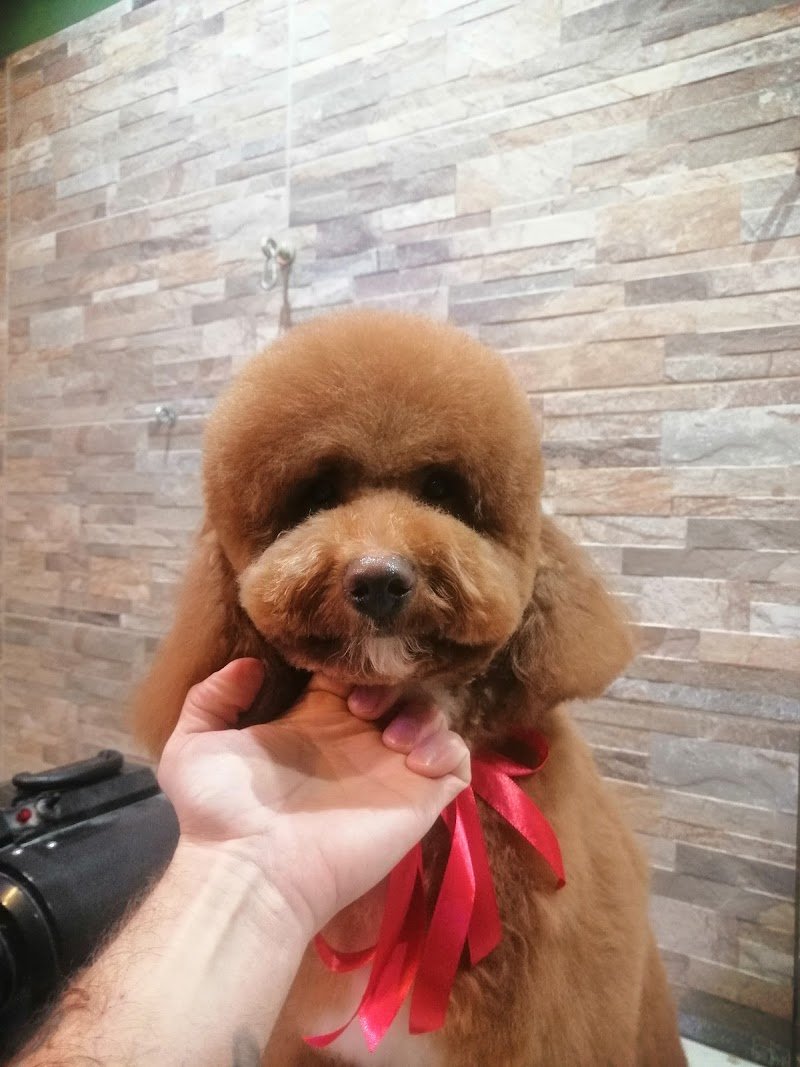 Senti Chi Abbaia luxury&spa - Foto 2