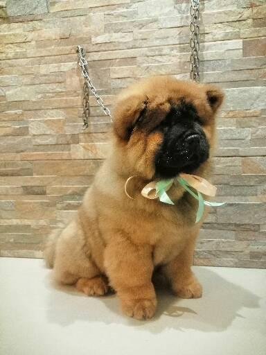 Senti Chi Abbaia luxury&spa - Foto 3