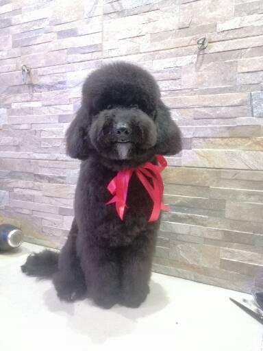 Senti Chi Abbaia luxury&spa - Foto 6