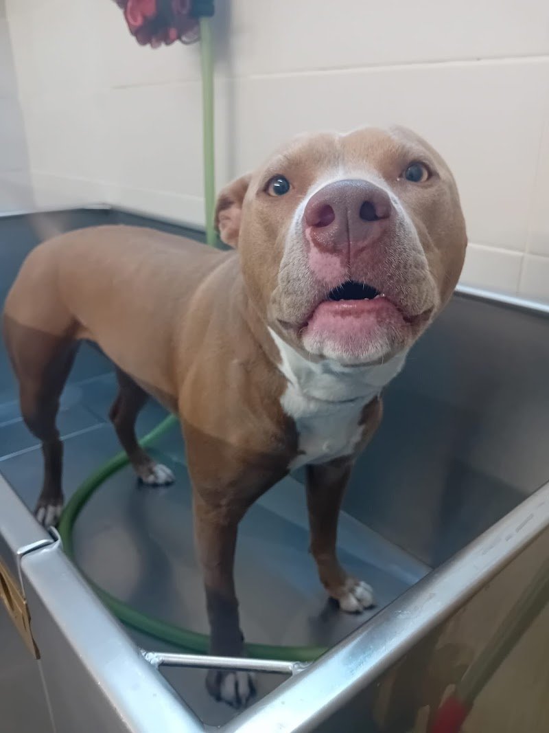 Ser&dogs Toelettatura - Foto 2