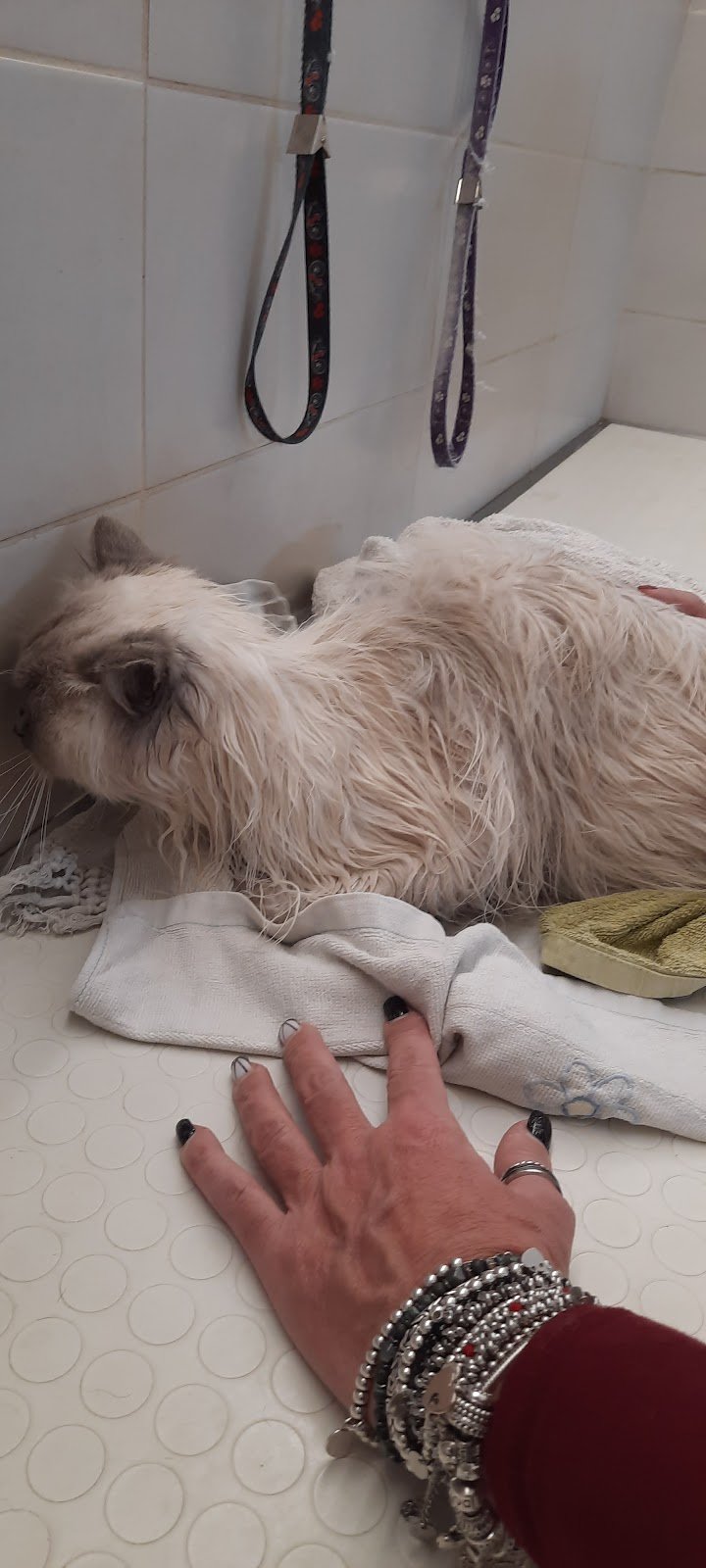 Ser&dogs Toelettatura - Foto 3