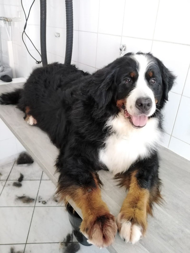 Sette code toelettatura - Foto 1