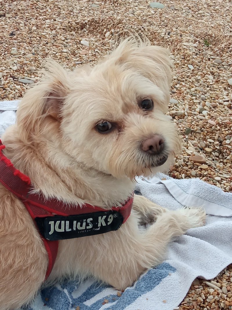 Sette code toelettatura - Foto 3