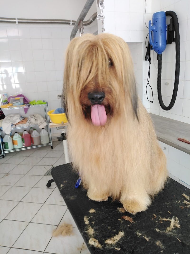 Sette code toelettatura - Foto 4