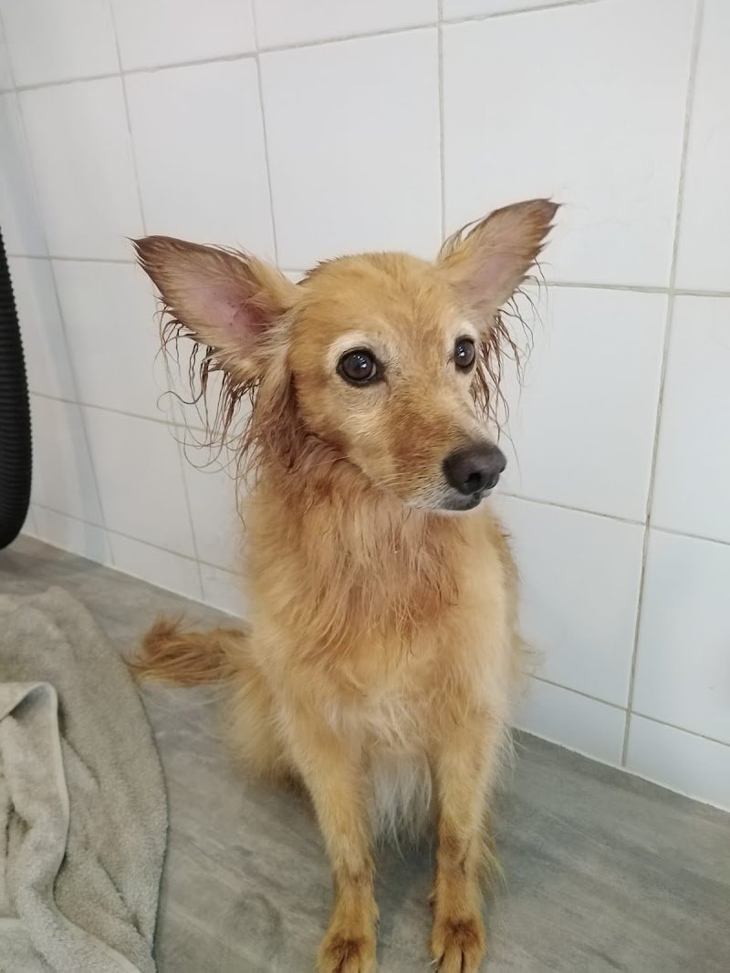 Sette code toelettatura - Foto 5