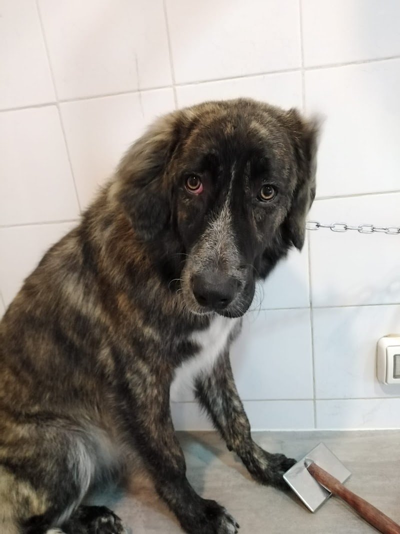 Sette code toelettatura - Foto 6